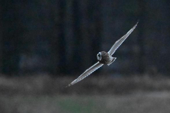 short eared is illuminated against a dark background, banking to it's left and approaching the camera, looking to it's left
