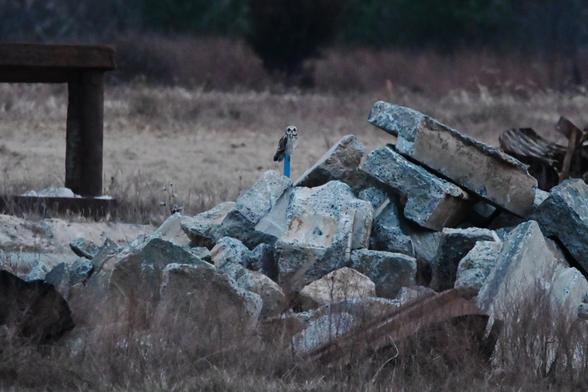 short-eared owl perched behind a pile of rubble

with the tripod as light faded I was able to capture this at 1/30 shutter at 850mm