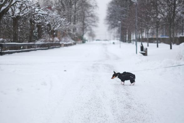 Portrait of black and white dog wearing a black overall in snowy weather