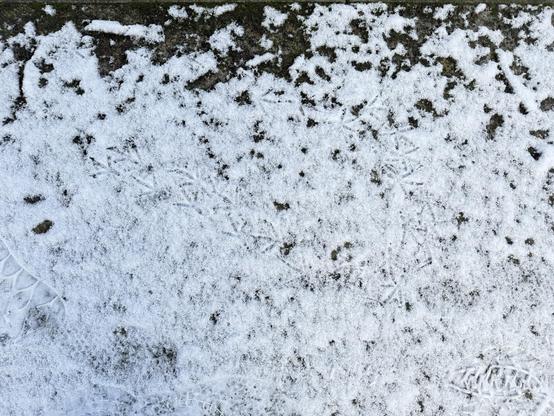 Thin snow with shoeprints and a short track of a bird walking around.