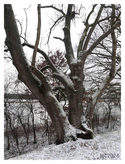Large leafless tree with multiple thick trunks and sprawling branches dusted with snow, standing on a lightly snow-covered slope beside a river, with bare shrubs and trees in the background under an overcast sky.
