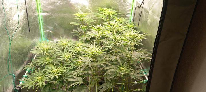 Hier ist der Winkel etwas höher wodurch man besser die sich bildenen Blütenstände erkennen kann