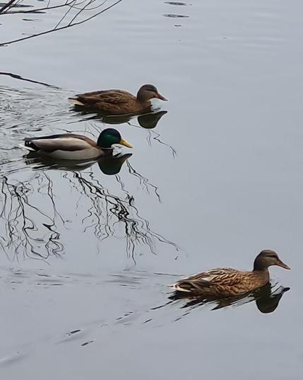 Ducks, photo credit 1. Neu-Kelte