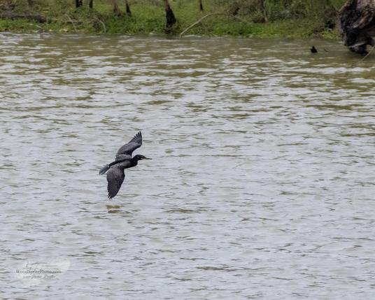 A dark bird flies low over the water of Brays Bayou Park.