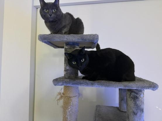 A grey cat sits on the top platform of a tall cat tree, looking at the camera. A black cat lay on the next platform below, also looking at the camera.