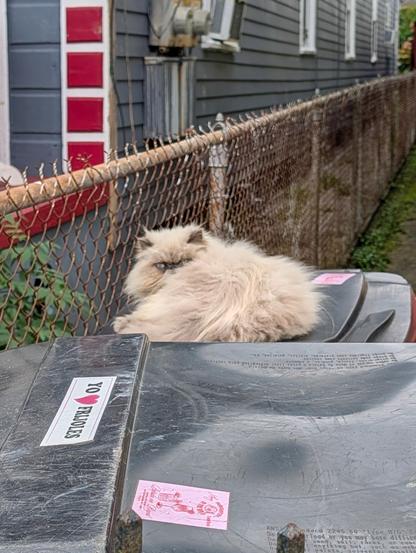 a cat on a trash can.