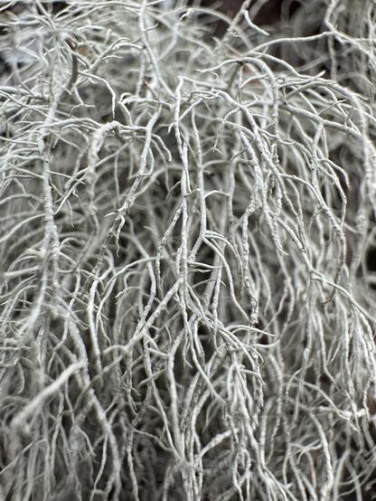 A macro photo of a shaggy grey clump of bearded lichen growing on the bark of a tree
