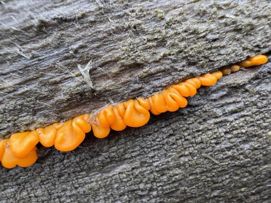 The smooth, lumpy, bright-orange growth of a jelly fungus emerging from a crack in the grey bark of a log