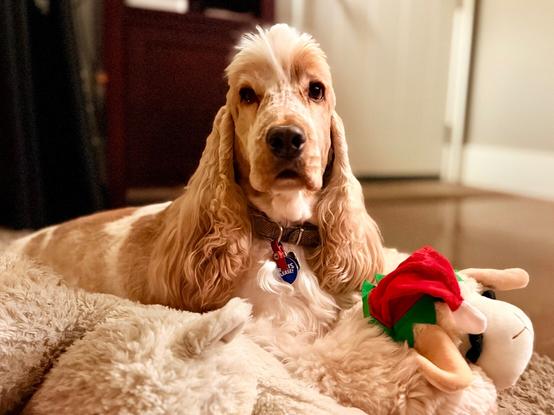 An orange roan English Cocker Spaniel, lying on the floor, with a lamb chop who is wearing a Santa hat.