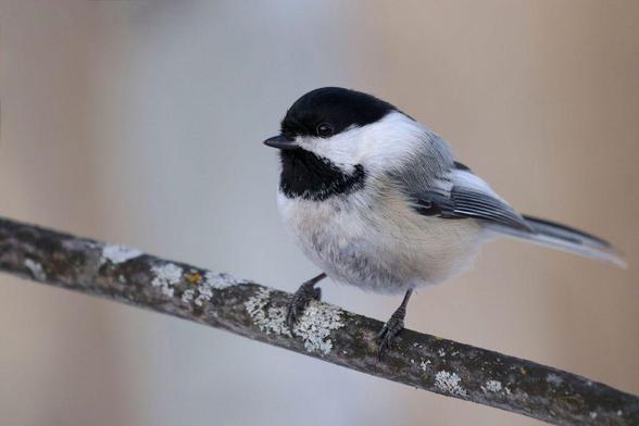 Close-up of a black-capped chickadee sitting on a length of tree branch encrusted with some lichen. Background is a soft tan and cream bokeh.