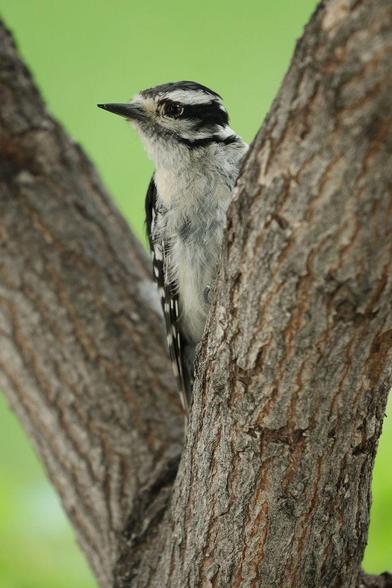 Female downy woodpecker sitting perched in the crook of a tree trunk that has split off in two directions.