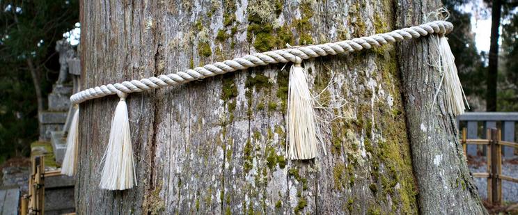 Anamorphic panoramic photo of a large cedar with a shimenawa at Togakushi Chusha, Nagano.