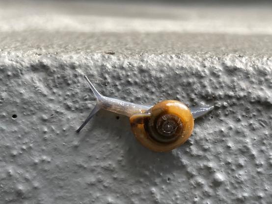 close up of a tiny, newborn snail