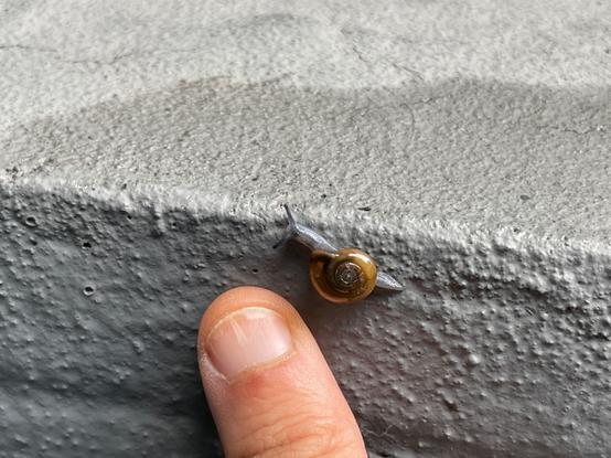 my ugly thumb next to the teeny tiny snail for scale, with it being roughly the same size as my nail bed