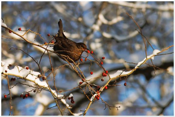 Eine Amsel frisst eine rote Beere.
Auf einem dünnen Zweig sitzend hat die Amsel gerade eine rote Beere im Schnabel. Weitere Beeren hängen an den schneebedeckten Zweigen und Ästen.