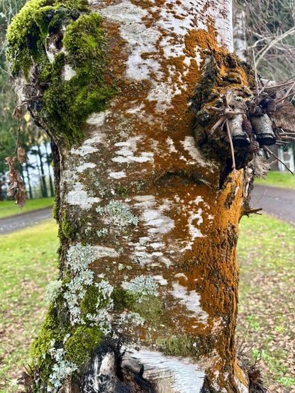 A robust tree trunk with a very different appearance on two sides. One side is decorated with lush green moss. The other side is coated with a lichen or fungus that resembles powdery ochre pigment.