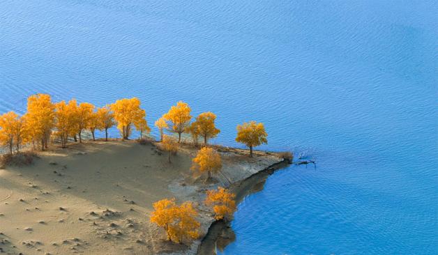 Aerial view of vibrant yellow trees along a sandy shoreline, contrasting with a serene blue lake.