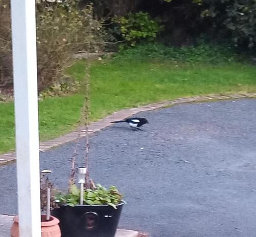a magpie slowed just enough to have pic taken.