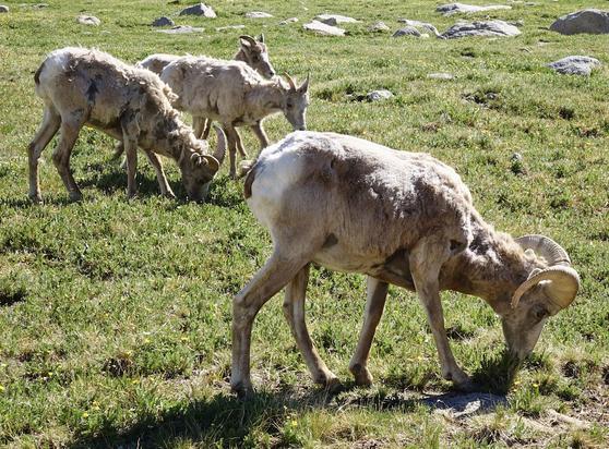 Bighorn sheep grazing the alpine tundra