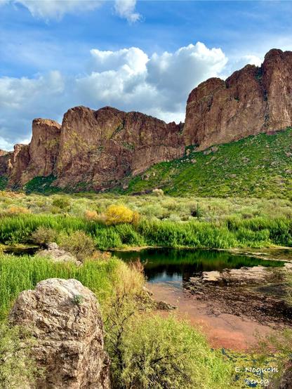 Under a blue sky with large clouds, desert mountains rise above foothills of vivid green shrubs. Yellow-lichen-covered cliffs overlook a valley of pale grasses dotted with saguaro cacti, while a green river flows in the foreground, red algae collecting where the water slows.