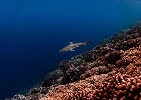 A shark swims above a vibrant coral reef, showcasing colorful corals and a deep blue ocean backdrop.