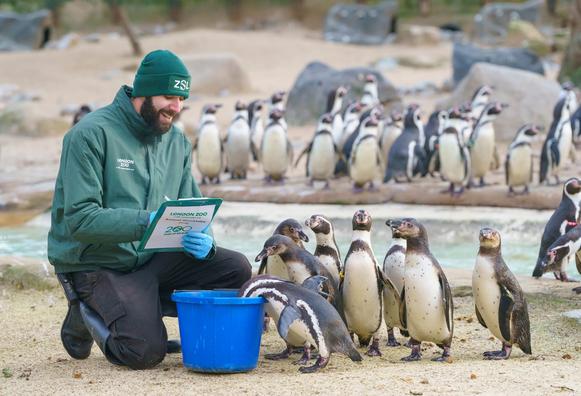 <img alt="London Zoo’s Annual Stocktake 2026" src="https://www.goodnewspost.co.uk/content/images/2026/01/Keeper-Jay-Firtina-with-Humboldt-penguins-at-London-Zoo-s-2026-annual-stocktake--c--Dominic-Lipinski_ZSL.JPG" /><p><strong>By Animals Correspondent</strong></p><p><strong>Humboldt penguins, Asiatic lions, corals, Seychelles millipedes and capybaras were some of the 8,000 animals being counted this week as part of London Zoo’s 2026 Annual Stocktake, kicking off ZSL’s 200-year anniversary. </strong></p><p>Zookeepers recorded 75 Humboldt penguins including the 16 chicks hatched in 2025. </p><p>This was a big conservation win for the species, as Humboldt penguins, originally from Chile and Peru, are classified as vulnerable on the IUCN Red List of Threatened Species and their numbers are declining in the wild. </p><figure class="kg-card kg-image-card kg-card-hascaption"><img alt="London Zoo’s Annual Stocktake 2026" class="kg-image" height="1333" src="https://www.goodnewspost.co.uk/content/images/2026/01/Asiatic-lion-Bhanu-at-London-Zoo-s-2026-annual-stocktake--2---c--Dominic-Lipinski_ZSL.JPG" width="2000" /><figcaption><span style="white-space: pre-wrap;">Asiatic lion Bhanu at London Zoo's 2026 annual stocktake (2) (c) Dominic Lipinski_ZSL - supplied London Zoo</span></figcaption></figure><p>ZSL, the charity which runs <a href="https://www.londonzoo.org/?ref=goodnewspost.co.uk" rel="noreferrer">London Zoo</a>, has 