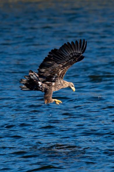 Belichtungsreihe eines jungen Seeadlers (Haliaeetus albicilla): Erstes Bild zeigt den Anflug mit weit ausgebreiteten Flügeln knapp über der Wasseroberfläche. Danach der Sturz ins Wasser, Flügel angehoben, Krallen nach vorn, Wasser spritzt auf. Anschließend der Moment des Abhebens, der Körper hebt sich aus dem Wasser, Flügel schlagen kraftvoll, Tropfen lösen sich vom Gefieder über blauem Wasser.