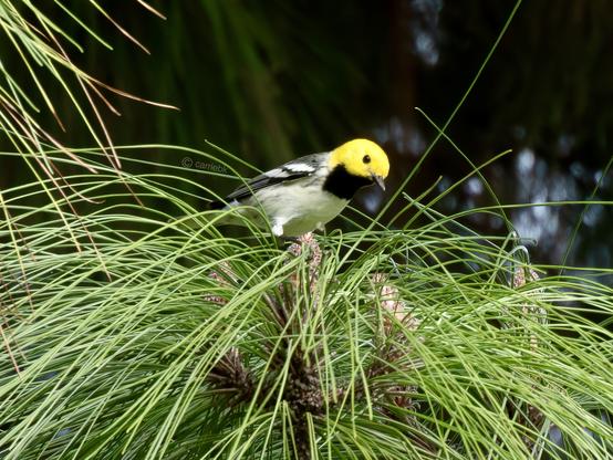 A bright yellow headed bird perched gracefully on a branch, showcasing its colorful plumage surrounded by pine needles against a natural backdrop.