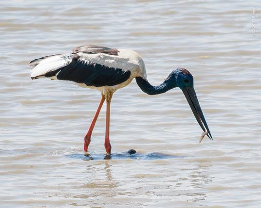 Black-necked stork with very slim pickings