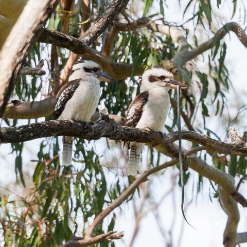 Kookaburra and captured snake. Another kookaburra is looking on, and you can almost hear it saying "You're not going to eat *all* of that are you?"