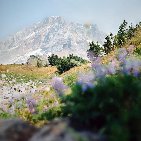 Yocum Ridge, part six - from Hikes of 2024.

Another three from Yocum Ridge, where pockets of late-season wildflowers can be found nestled in nooks of the ridge's alpine landscape.

Image made with my Hasselblad 500 C/M.