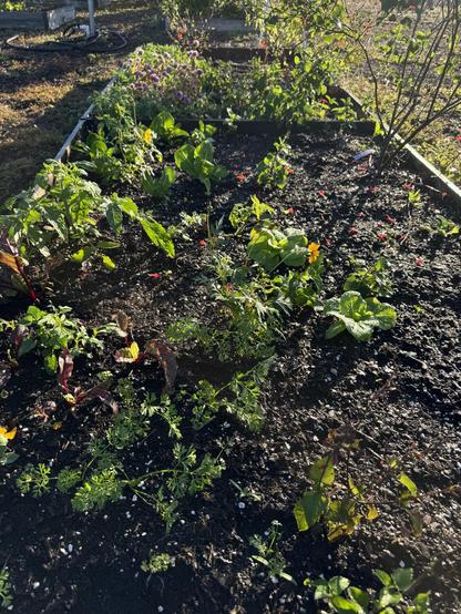 A raised bed with small plants of carrots, beets, tomatoes, peppers, scarlet sage, cosmos, various lettuce varieties growing in it. Another raised bed in the background has basis, peppers, garbanzo beans, tomatoes, and probably some cosmos and zinnia plants.
