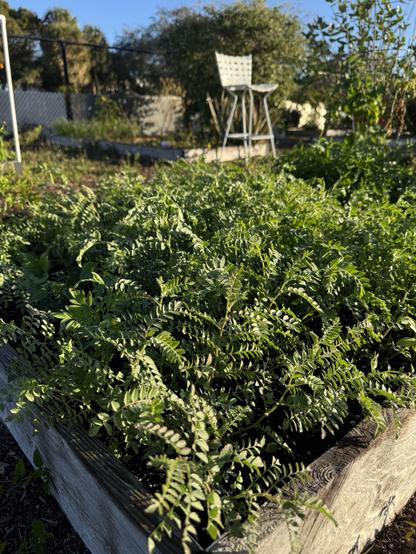 A close-up of the raised bed with black chickpeas plants in it.