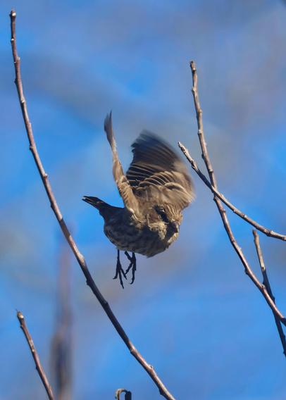 Female house finch flying