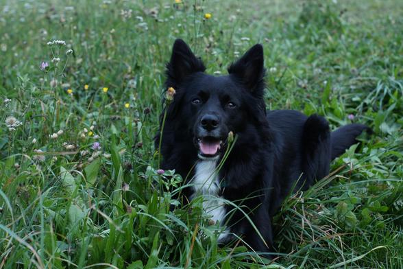 Uno splendido esemplare di cane meticcio, incrocio con un border-collie e un non si sa cosa, orecchie dritte a punta, sguardo attento e pronto sdraiata nell'erba con la bocca aperta e un puntino di lingua esposta. Il manto è tutto nero ma ha una banda bianca sul petto.