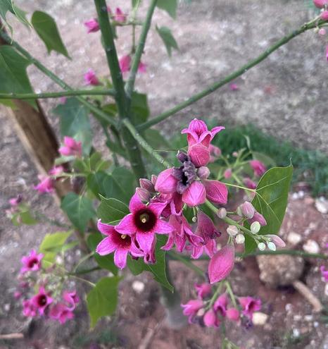 The gorgeous bright pink flowers with dark centres of a small lacebark tree.