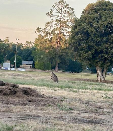 A kangaroo in the centre of the photo on the edge of a rural football field with trees in the background. In the foreground there’s a mound of dirt with holes dug unto it - rabbits!