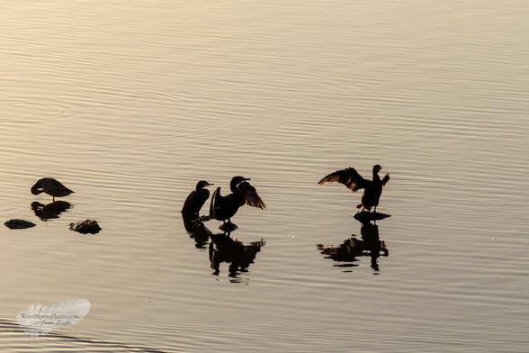 A group of birds perched on rocks near water with wings extended, reflected in rippling water below.