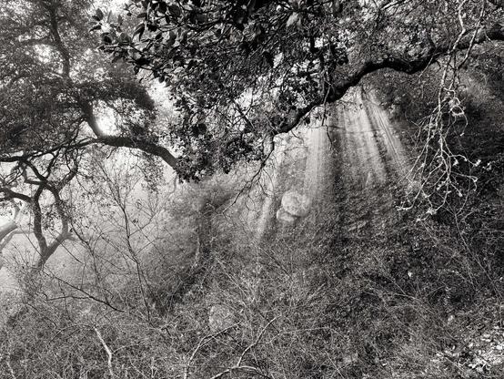 Sun rays are brightly shining between the tangle of oak trees to provide inspirational light.