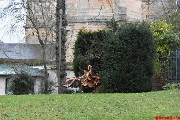 arbre déraciné dans les jardins de la préfecture