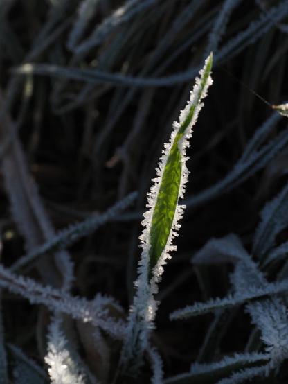 Ein grüner Grashalm wird von der Sonne durchleuchtet. An seinen Rändern sind Eiskristalle die im Sonnenlicht leuchten.