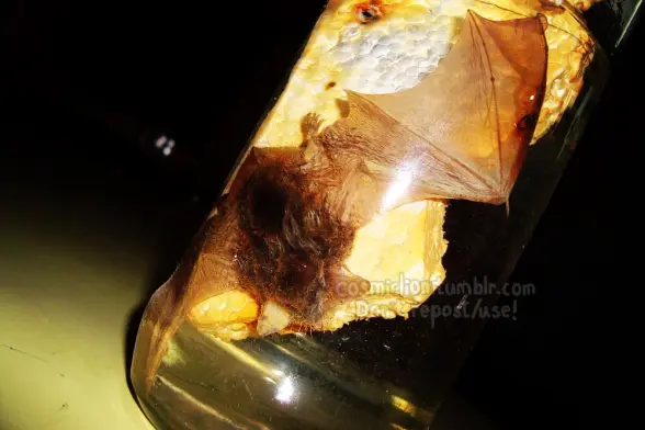 Digital photography, taken with flash, of a wet specimen bat in a glass jar. It seems to be stuck to a piece of styrofoam, with its wings extended. The jar is placed on a pale yellow table. It is dark all around it.