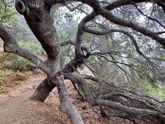 An oak tree is growing alongside a hiking trail and has unusual branch growth directions that go in all directions. One is coming straight towards the camera, another one is growing above the camera. One to the left, one to the right, some to the back. While trees do grow in all directions, this one seems more unique. Cerro San Luis Obispo trail in San Luis Obispo, California.
