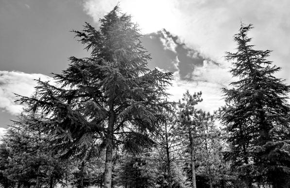 Monochrome picture of tall coniferous trees against what would have been partly cloudy blue sky; low-angle perspective highlights sprawling branches and dense needle foliage of large tree on left; sun shines through upper canopy for that sweet high contrast; second tall tree stands on right side, smaller trees fill background space; clouds display textured patterns across sky. 71268f47-a544-4ec2-8409-06e6f594a9ba