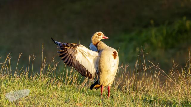 A goose standing on grassy ground with both wings extended, illuminated by warm, low-angle light.