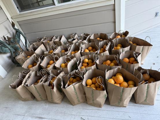 1,400 oranges consisting of a large number of double-bagged shopping bags, each with 3 dozen oranges.