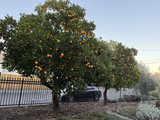 My orange trees a few weeks ago, festooned with oranges.