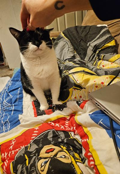 Giving Phoenix the cat acratchies