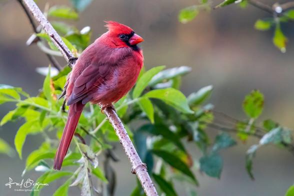 Red cardinal resting on a branch with green leafs in the background