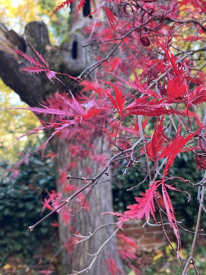 Red autumn leaves in the foreground, a large blurred tree in the background of this photo. Photo by Robert Emond.